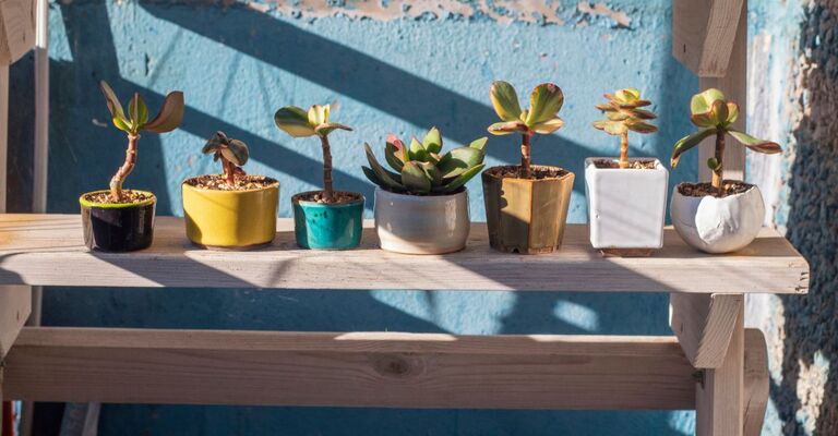 Varie piantine in fila su un mobile di legno all'esterno