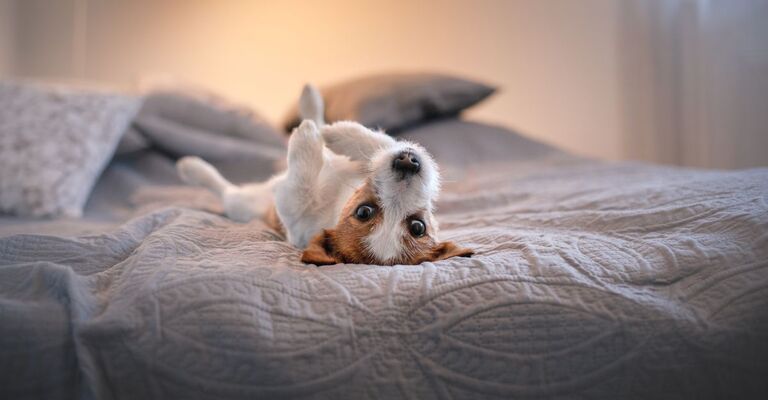 Cane di schiena sul letto