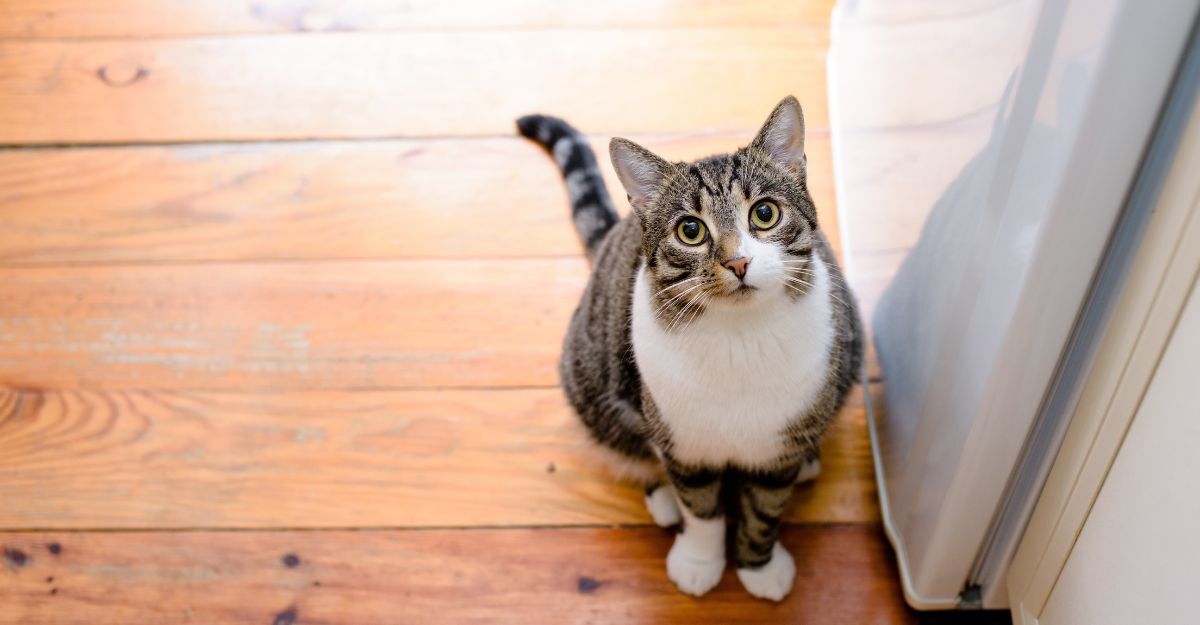Il gatto vomita schiuma bianca gatto europeo tigrato sul parquet guarda in camera
