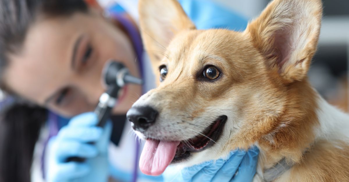 veterinario visita orecchie cane