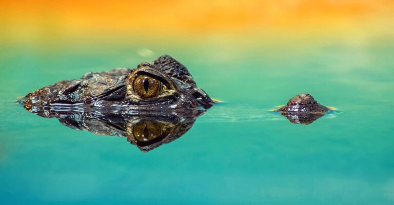 Un coccodrillo sul pelo dell'acqua