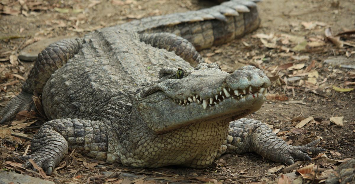 Un coccodrillo