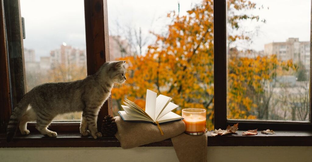 gattino alla finestra guarda un libro aperto