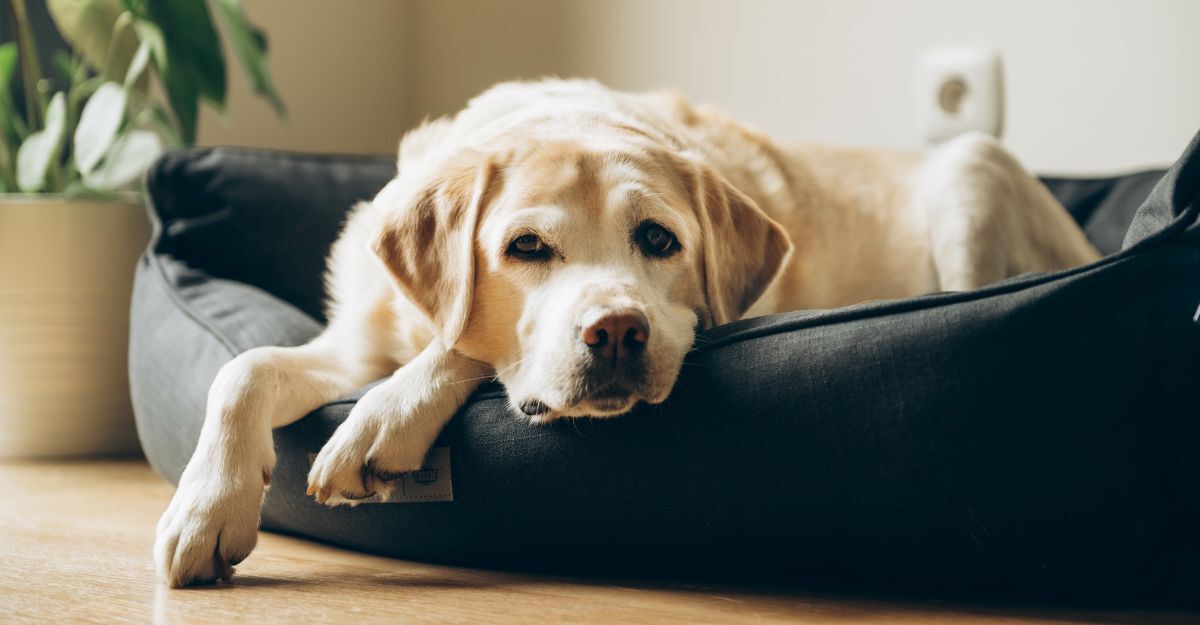 Demenza senile nel cane: come accorgersene e intervenire Cane in una cuccia che sembra stranito