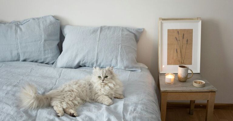 Gatto persiano su un letto in camera da letto