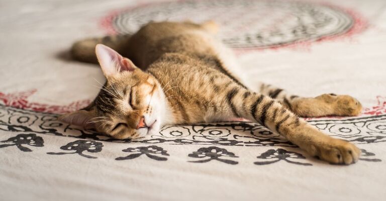 Gatto Chausie sdraiato sul letto