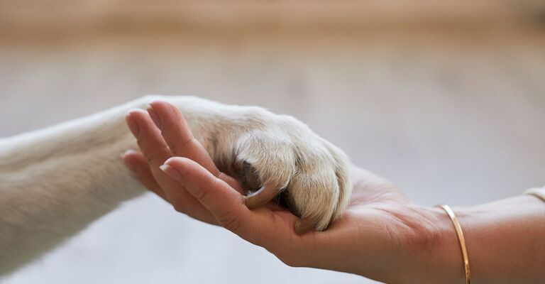 La mano di un essere umano tiene la zampa di un cane