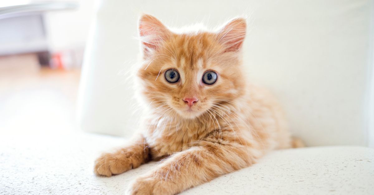 Un gatto