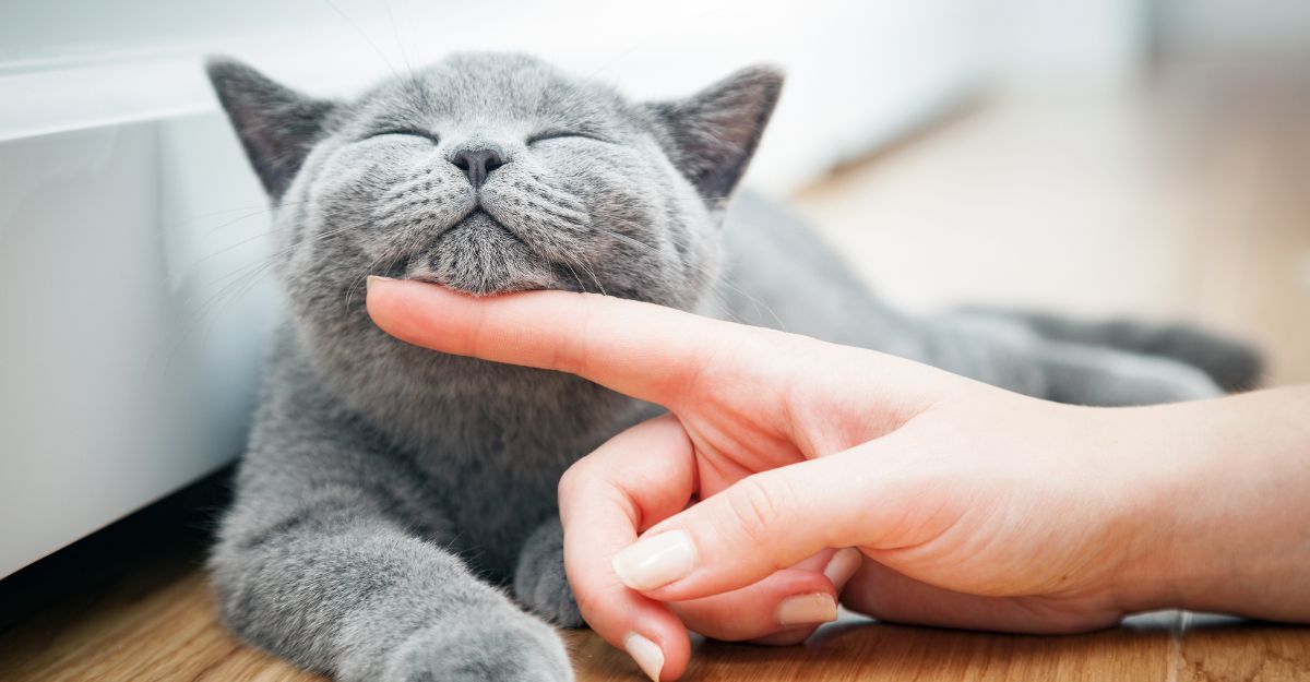 Un gatto che si fa fare le coccole sotto il mento