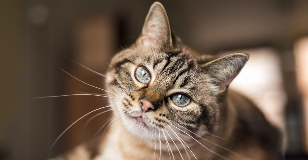 Un gatto