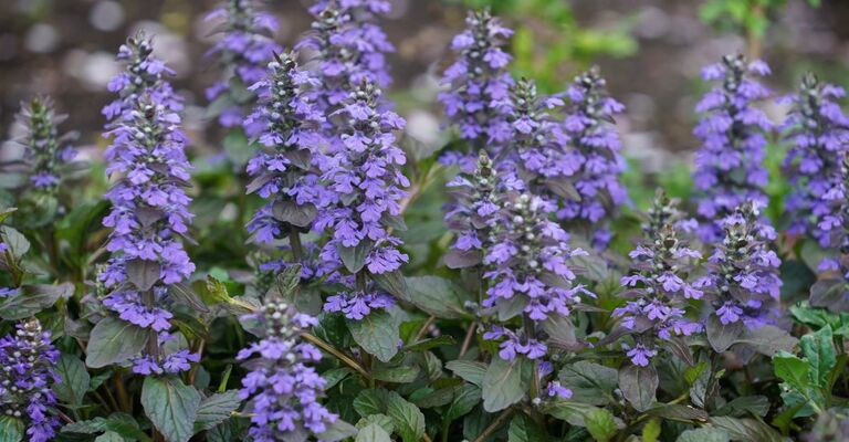 Ajuga reptans