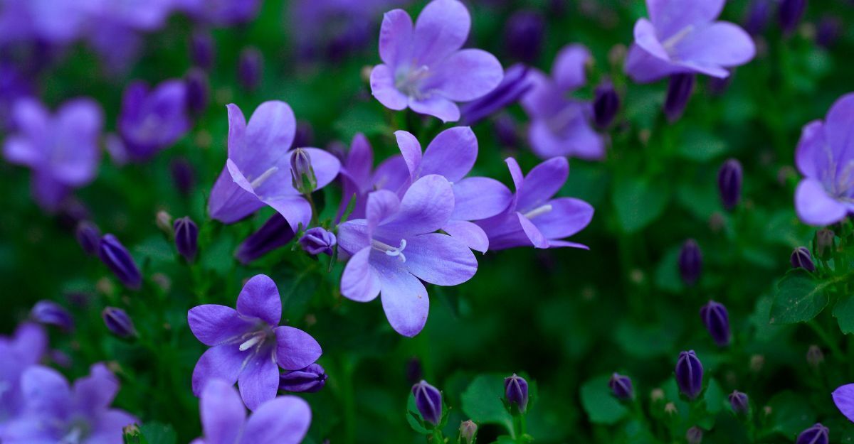 Campanula
