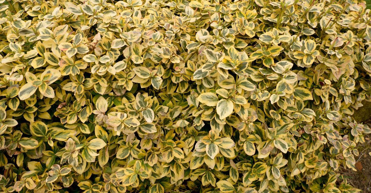 Euonymus fortunei