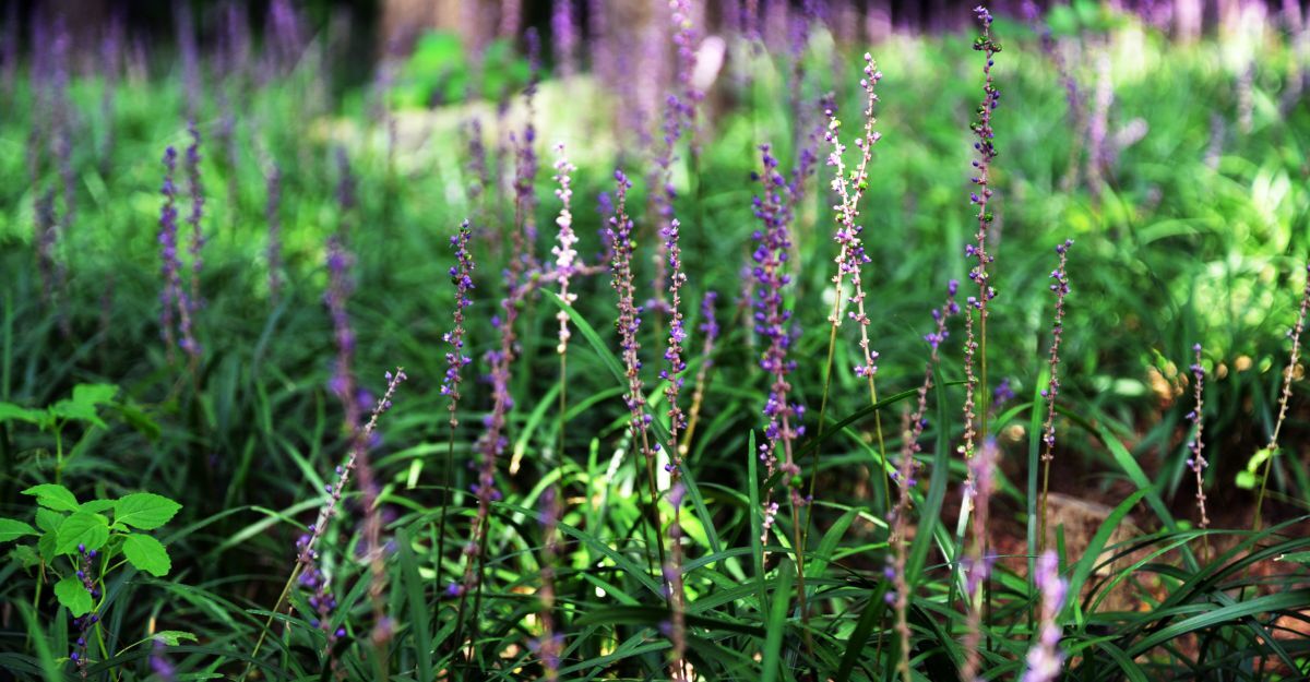 Liriope muscari