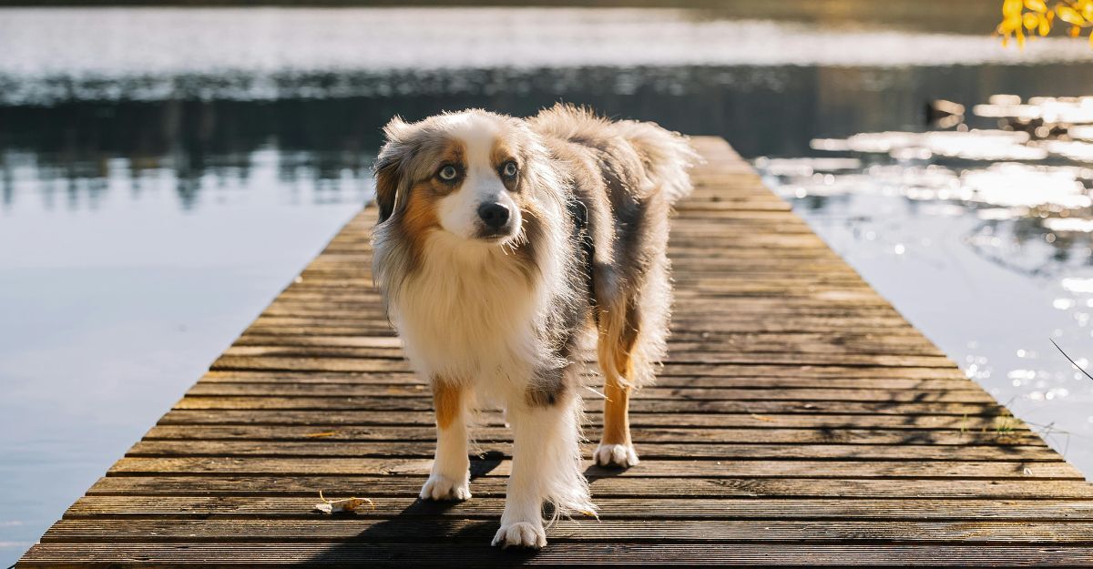 Cane sul ponte di legno sul lago