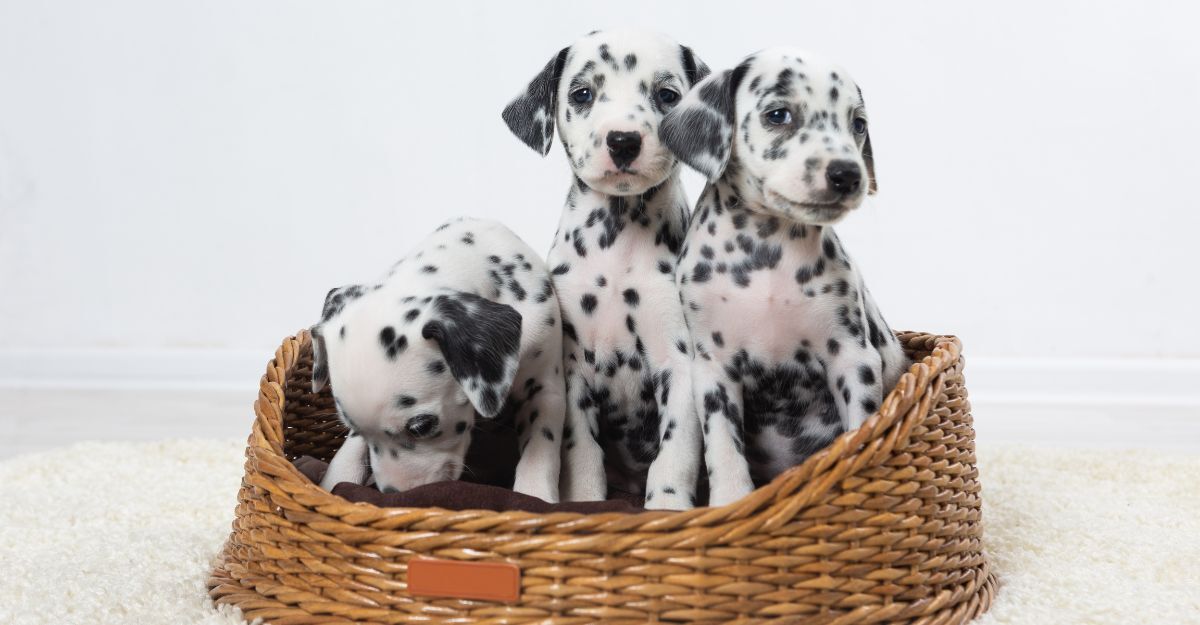 cuccioli di dalmata in un cestino