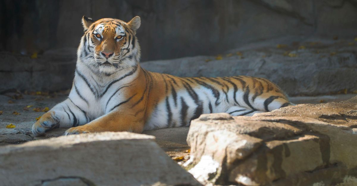 Tigre seduta tra le pietre