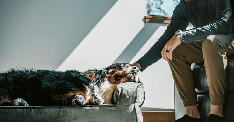 Cane accarezzato dal padrone