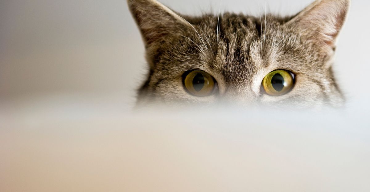 Il primo pianto degli occhi di un gatto