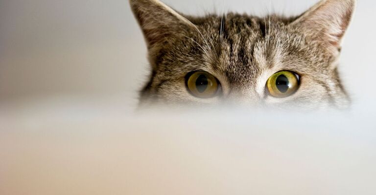 Il primo pianto degli occhi di un gatto