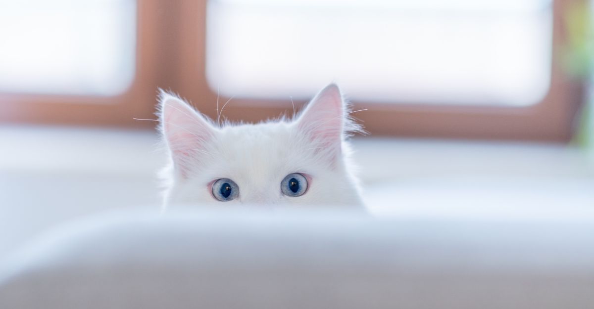 Il primo piano degli occhi di un gatto