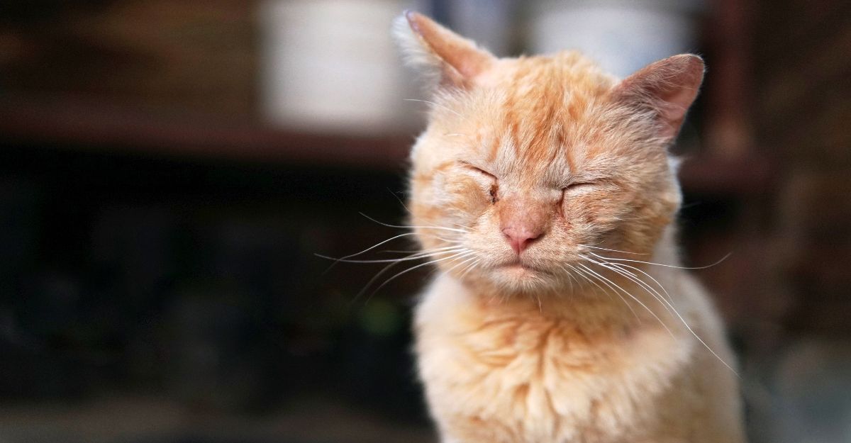 Un gatto con gli occhi chiusi