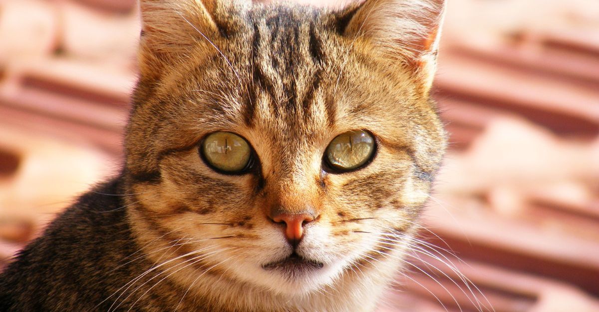 Il primo piano di un gatto