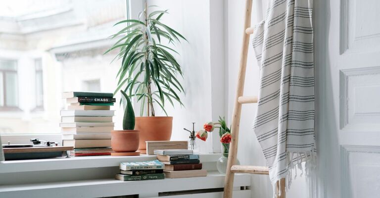 Pianta sul davanzale con libri