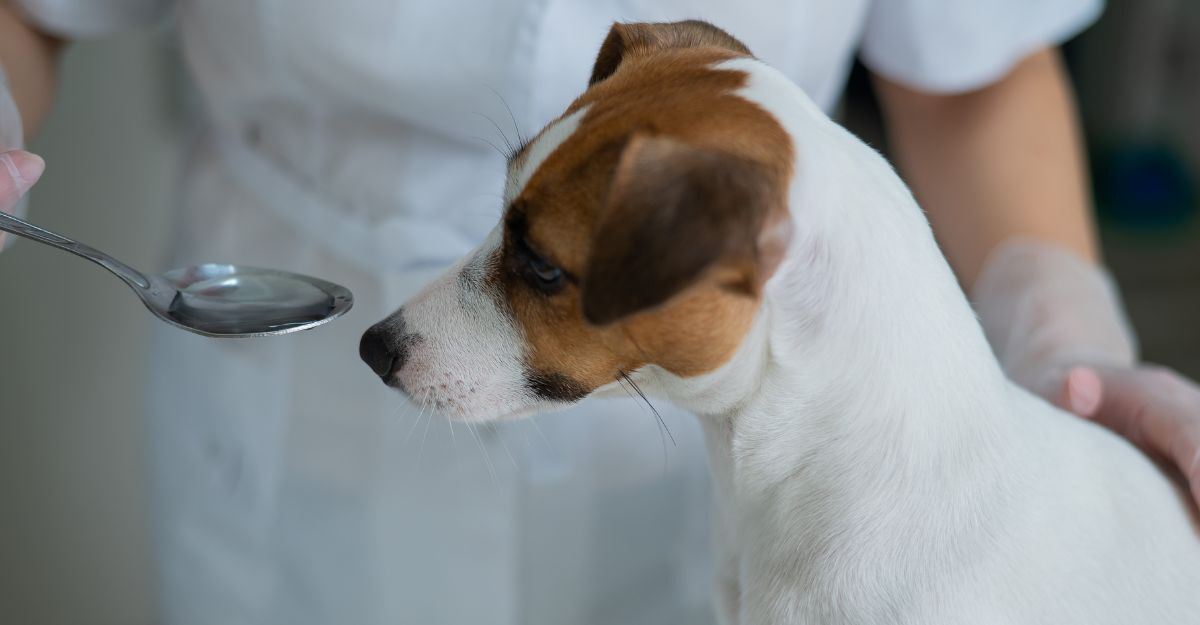 Cane con un cucchiaio di sciroppo vicino al muso