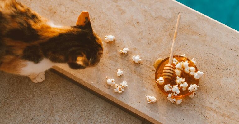 Gatto che osserva popcorn al miele