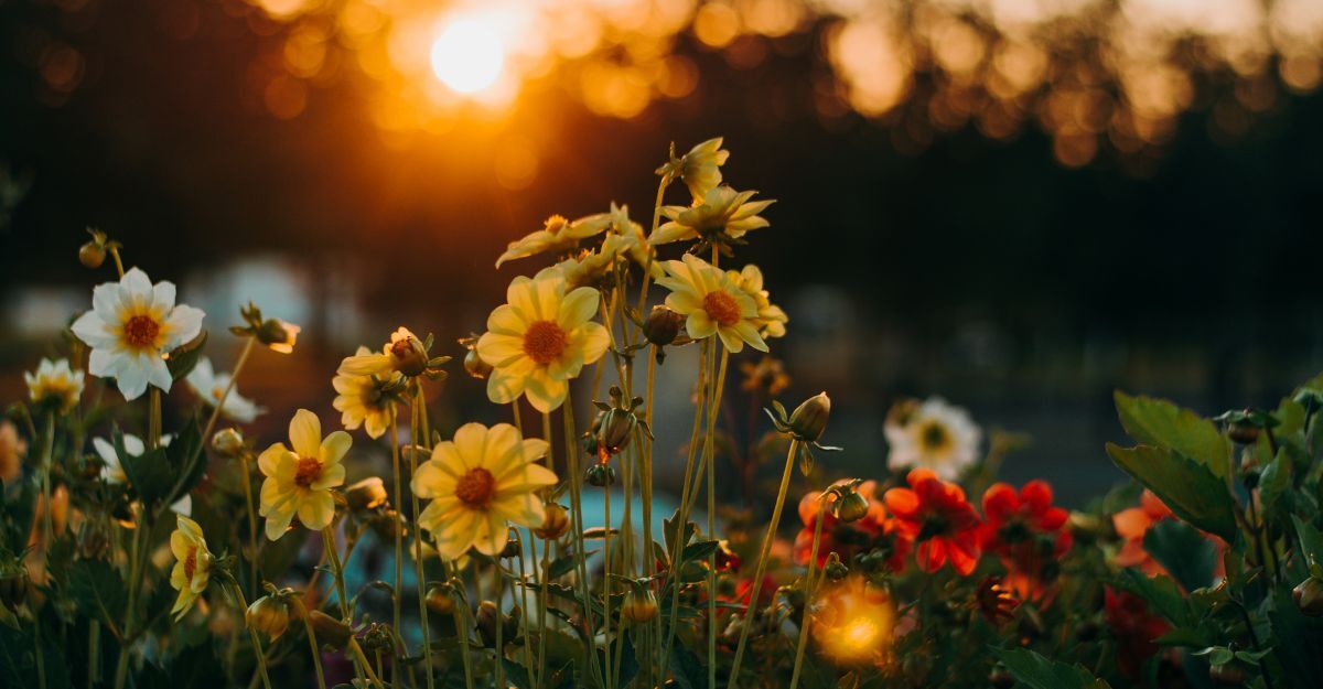 fiori in un campo all'imbrunire