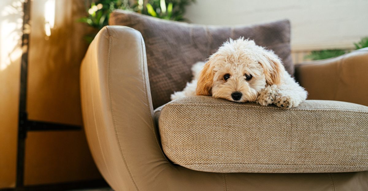 cane barboncino sdraiato sul divano
