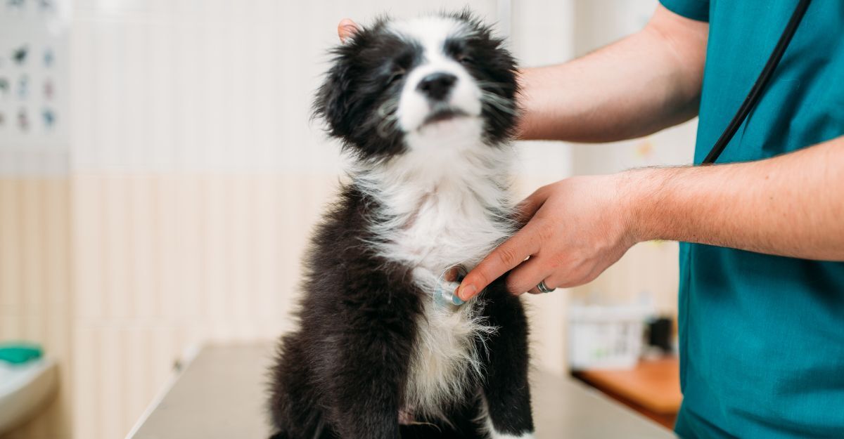 Un cane dal veterinario