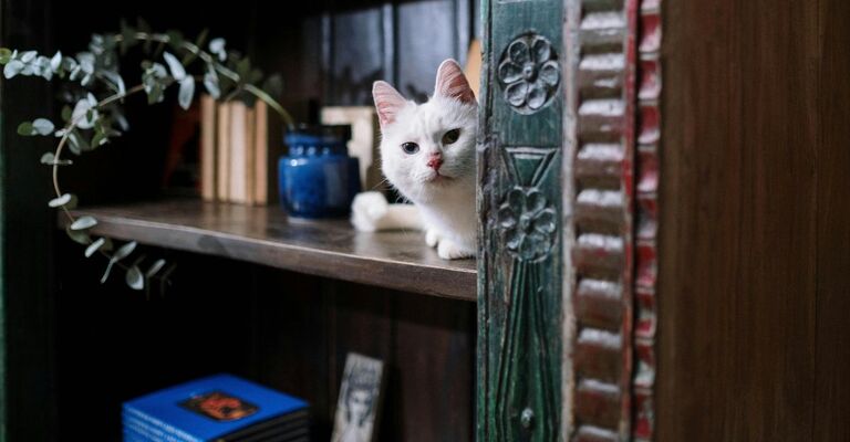 Gatto bianco che sbuca da una libreria