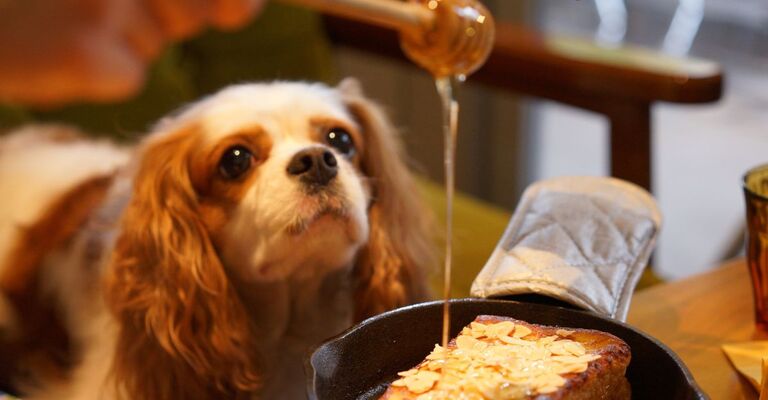 Cane che guarda il miele 