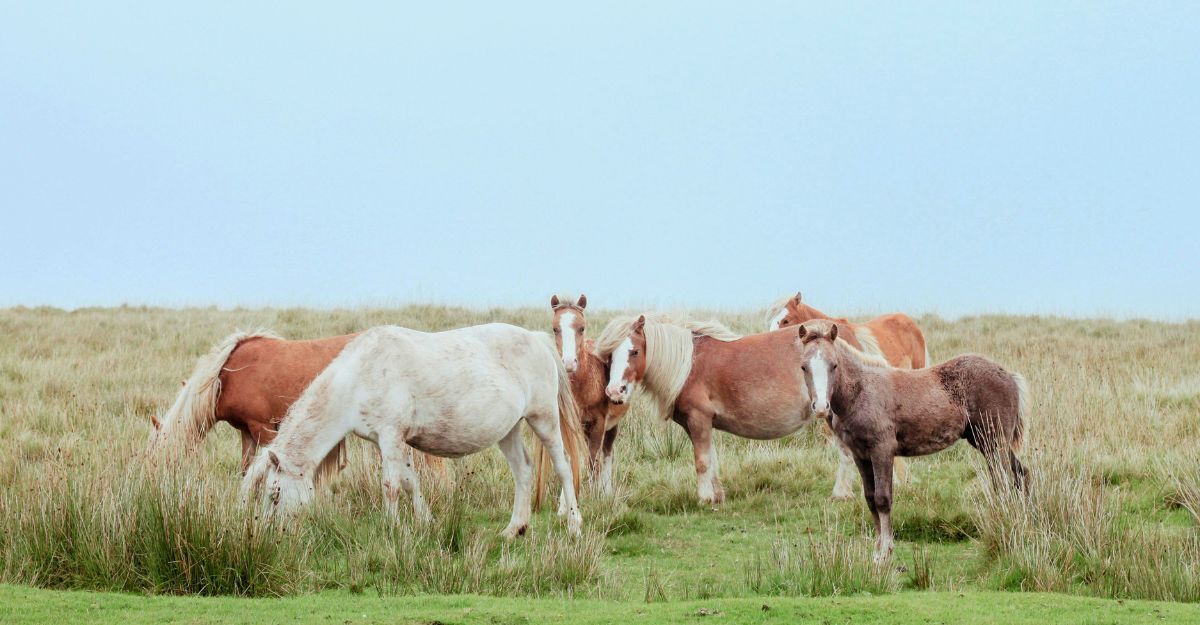 Cavalli liberi su una collina