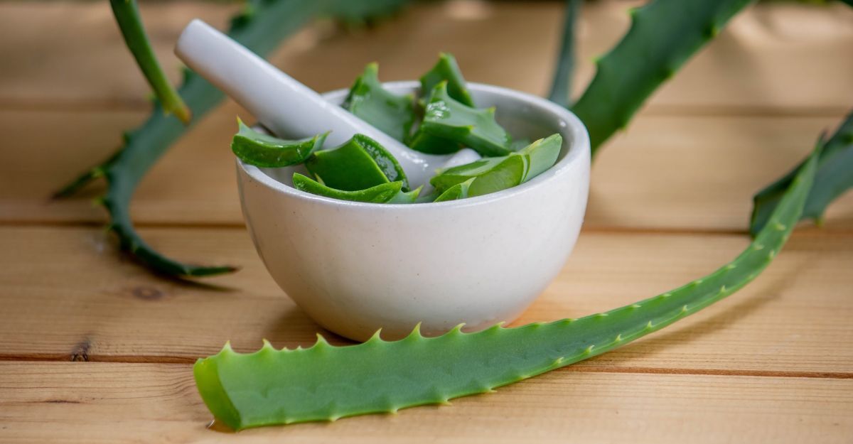aloe-vera