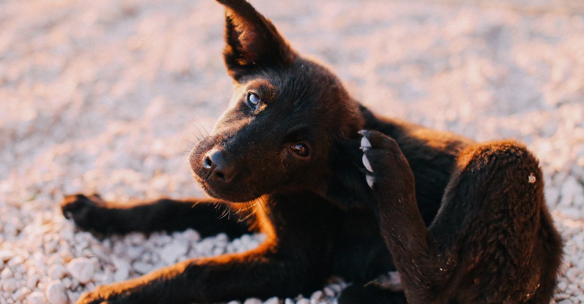 cane-si-gratta-orecchio