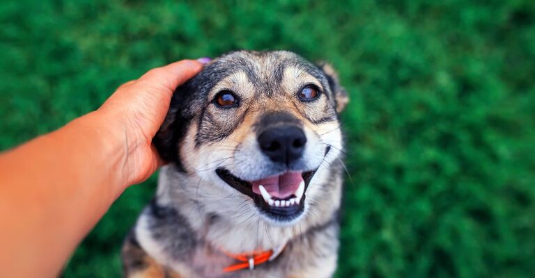 cane guarda padrone con gli occhi dolci