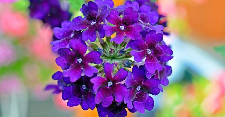 verbena