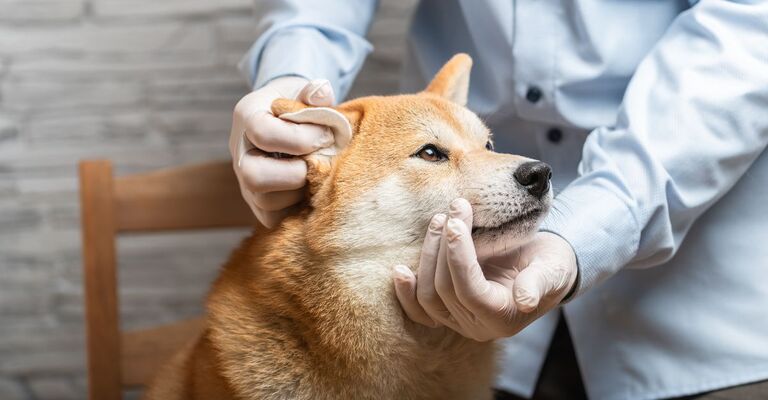 Shiba a cui vengono pulite le orecchie