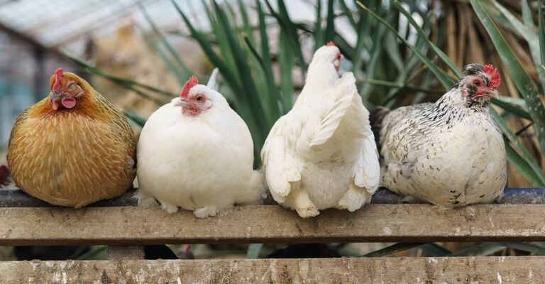 4 galline appollaiate