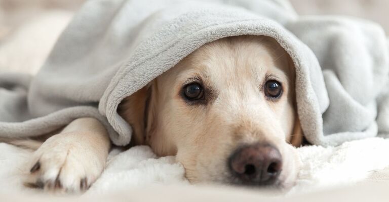 Labrador con coperta addosso e il muso che sporge
