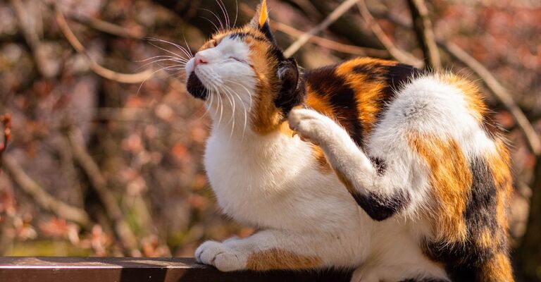 gatto si gratta le orecchie