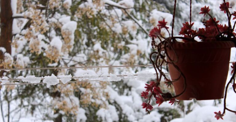 Vaso su un balcone che affaccia su piante invernali