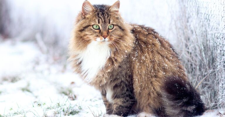 Gatto siberiano sulla neve