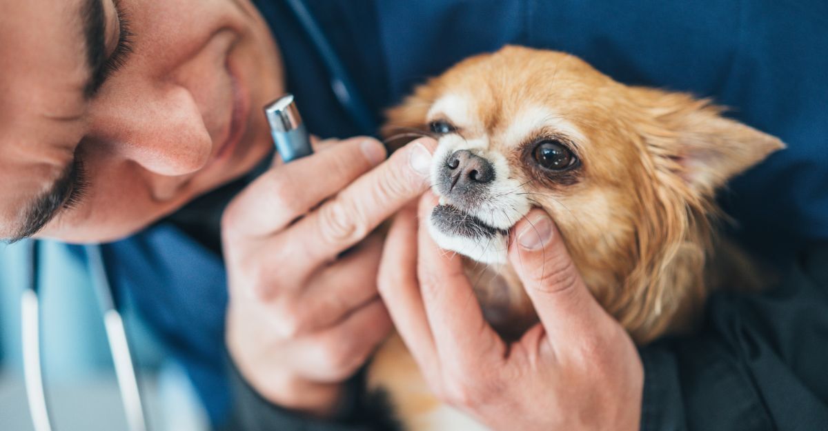Un veterinario visita i denti del suo cane