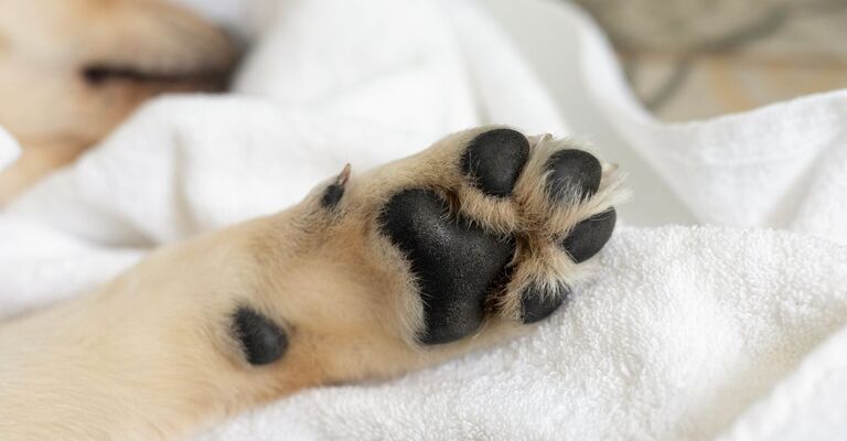 zampa di cagnolino