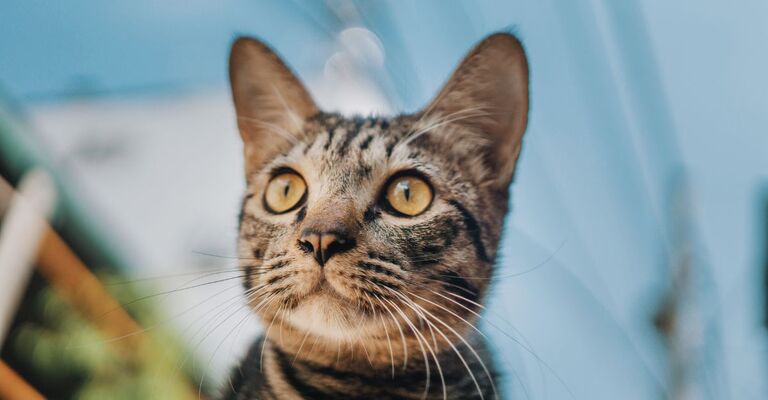 gatto tigrato europeo