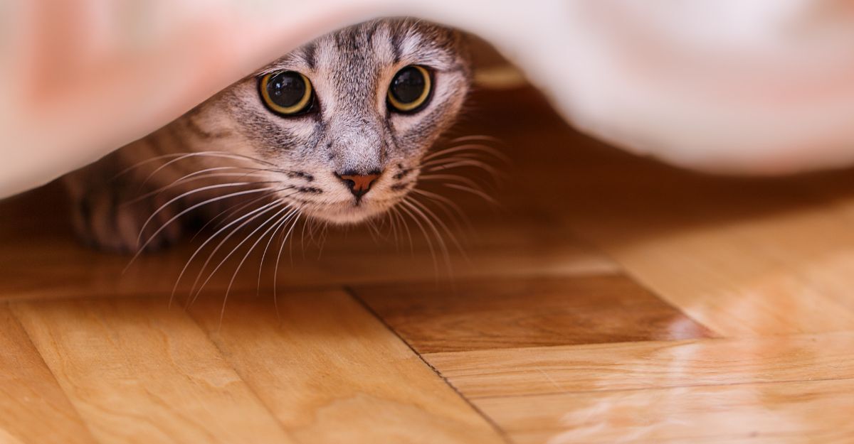 Un gatto che si nasconde sotto una coperta